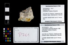 Foto (Objekt + Etikett) von Cracensigillatus acutirostris (Moericke, 1889)  (NHMW-GEO-2014-0194-0761)
